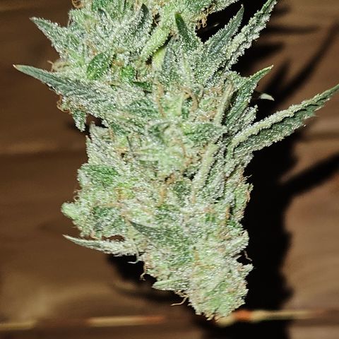 Mephisto Alien vs Triangle X 3 Bears OG Auto growlog timeline photo