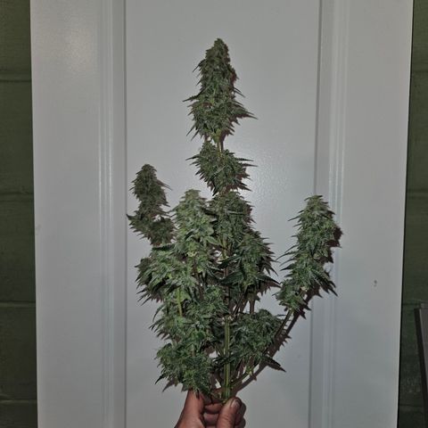 Mephisto Alien vs Triangle X 3 Bears OG Auto growlog timeline photo