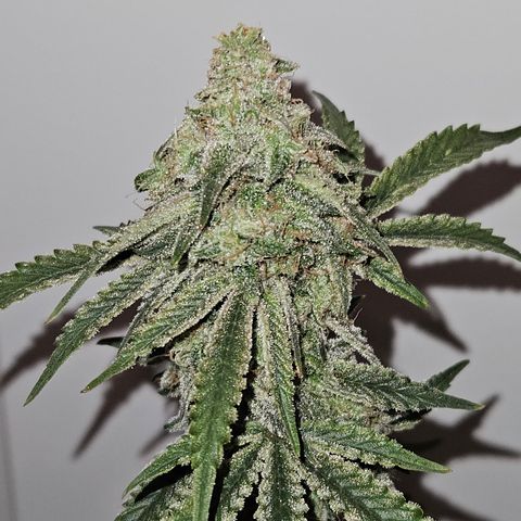 Mephisto Alien vs Triangle X 3 Bears OG Auto growlog timeline photo