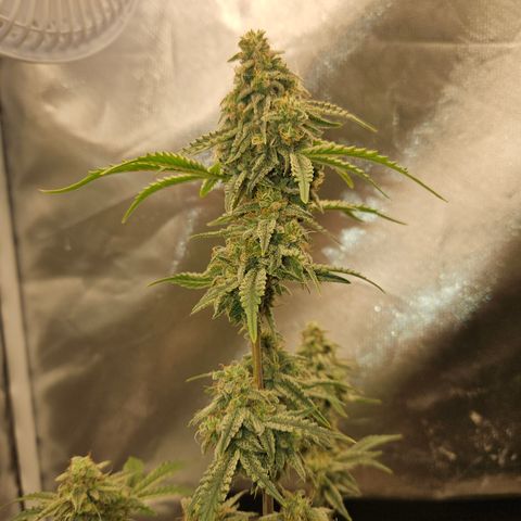 Mephisto Alien vs Triangle X 3 Bears OG Auto growlog timeline photo
