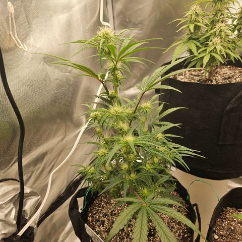 Humboldt Seeds Emerald Fire OG Auto growlog timeline photo