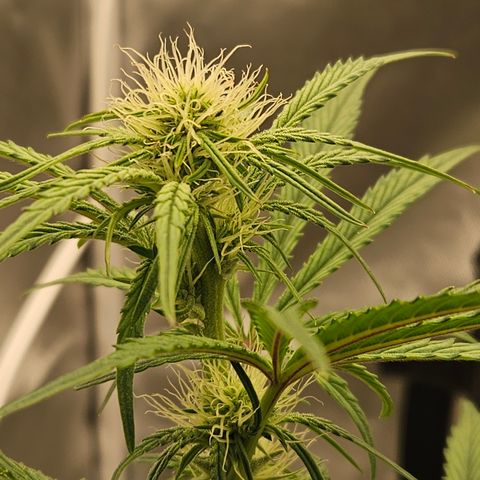 Humboldt Seeds Emerald Fire OG Auto growlog timeline photo