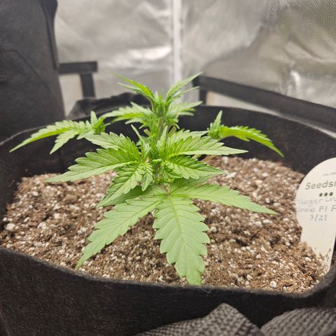 Seedsman Seeds Tangerine Snow F1 Fast growlog timeline photo