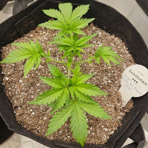 Seedsman Seeds Tangerine Snow F1 Fast growlog timeline photo