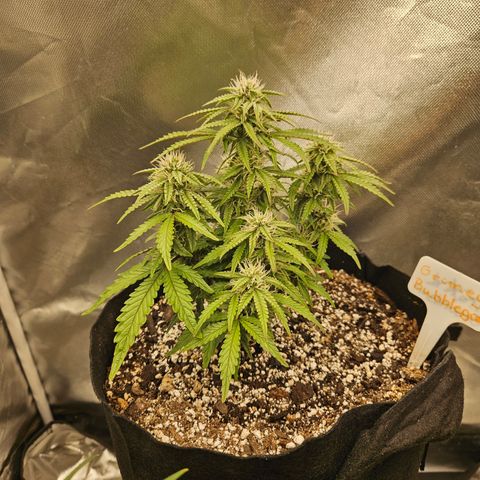 Nancys Own Grimey Bubblegum Auto growlog timeline photo