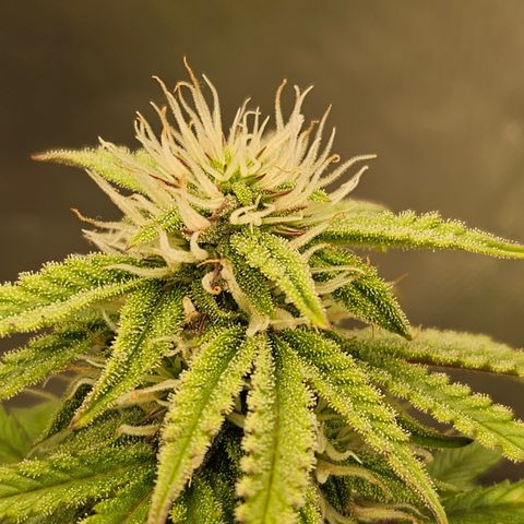 Nancys Own Grimey Bubblegum Auto growlog timeline photo
