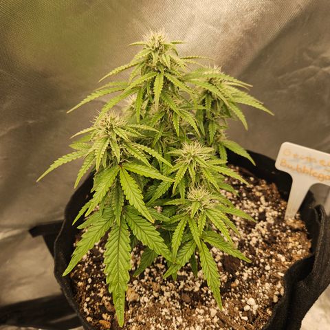 Nancys Own Grimey Bubblegum Auto growlog timeline photo