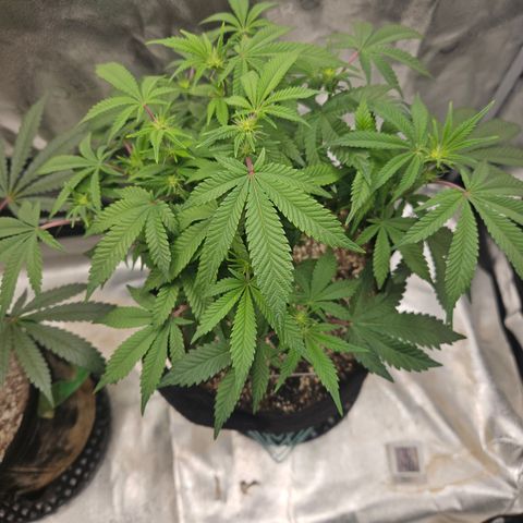 Sin City Seeds SinMintz ( Clone from Lindstrom Hydro Seed and Supply) growlog photo: First week of flower