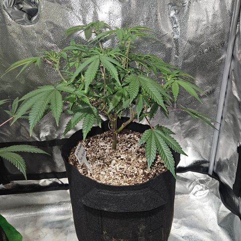 Sin City Seeds SinMintz ( Clone from Lindstrom Hydro Seed and Supply) growlog photo: First week of flower