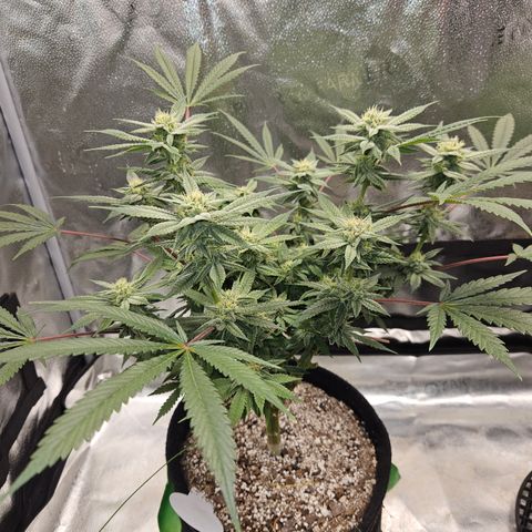 Purple Ghost Candy growlog timeline photo