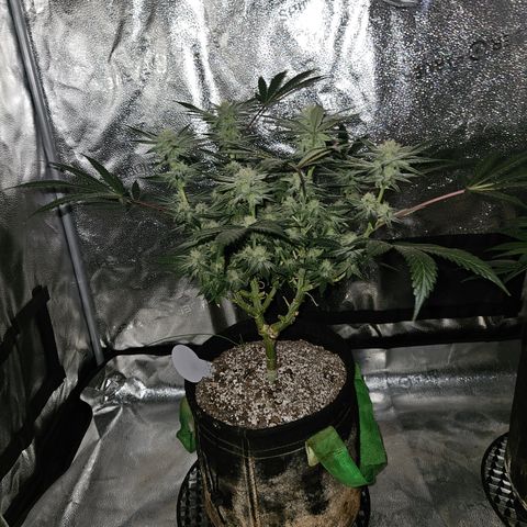 Purple Ghost Candy growlog timeline photo