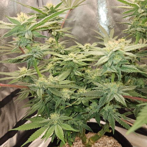 Purple Ghost Candy growlog timeline photo