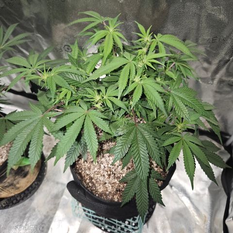 Sin City Seeds SinMintz ( Clone from Lindstrom Hydro Seed and Supply) growlog photo: First week of flower