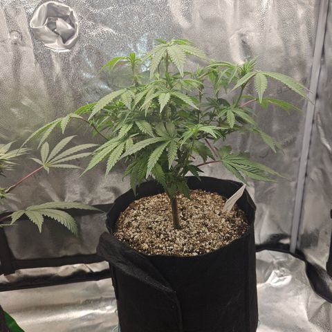 Sin City Seeds SinMintz ( Clone from Lindstrom Hydro Seed and Supply) growlog photo: First week of flower