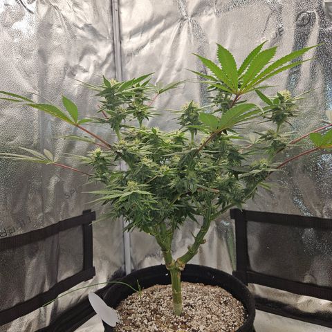 Purple Ghost Candy growlog timeline photo