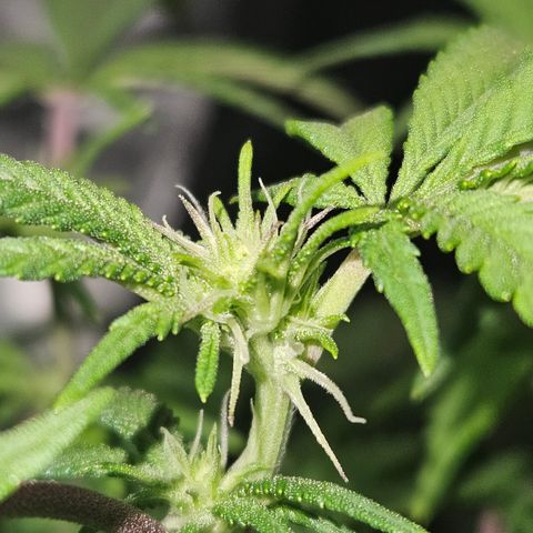 Sin City Seeds SinMintz ( Clone from Lindstrom Hydro Seed and Supply) growlog photo: First week of flower