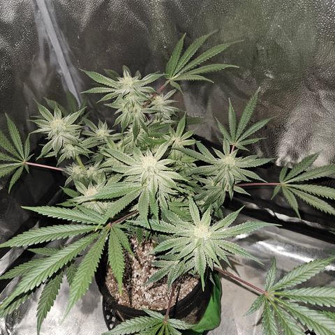 Purple Ghost Candy growlog timeline photo