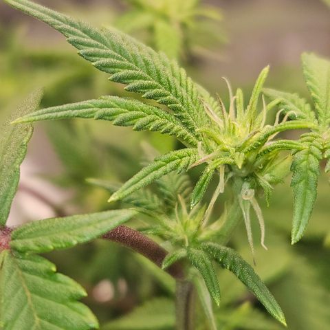 Sin City Seeds SinMintz ( Clone from Lindstrom Hydro Seed and Supply) growlog photo: First week of flower