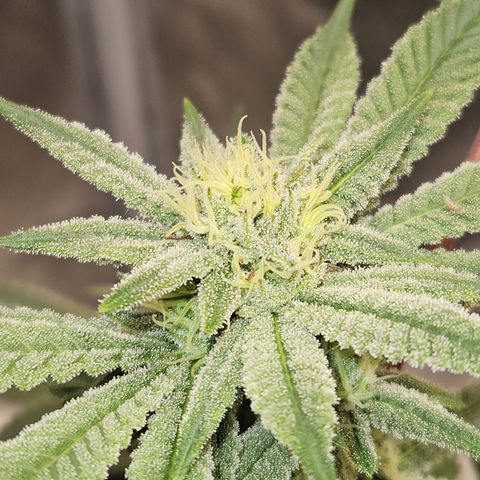 Purple Ghost Candy growlog timeline photo