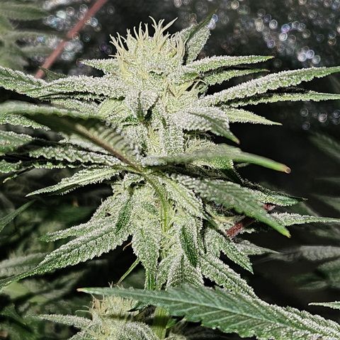 Purple Ghost Candy growlog timeline photo