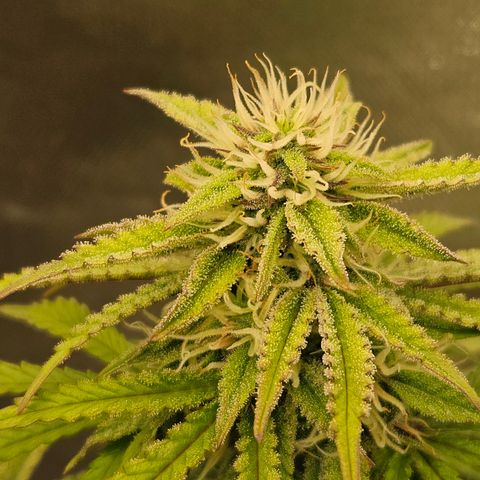 Nancys Own Grimey Bubblegum Auto growlog timeline photo