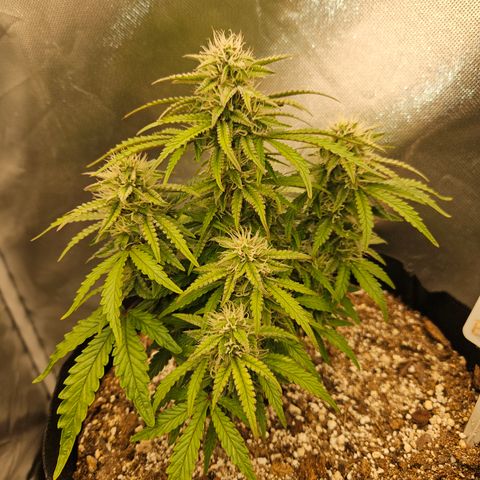 Nancys Own Grimey Bubblegum Auto growlog timeline photo