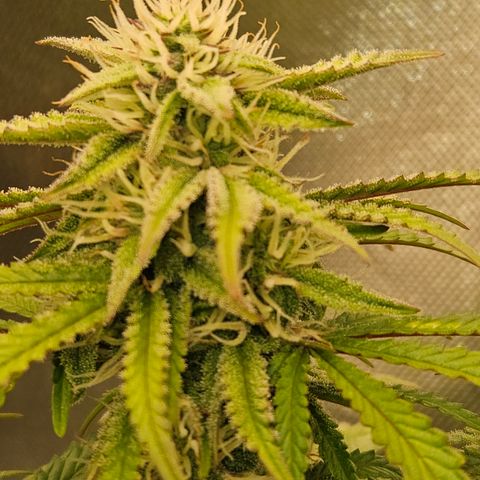 Nancys Own Grimey Bubblegum Auto growlog timeline photo