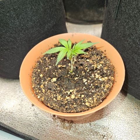 Purple Ghost Candy growlog timeline photo
