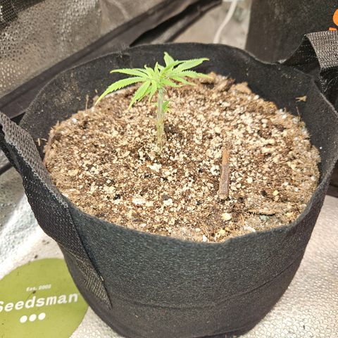 Purple Ghost Candy growlog timeline photo