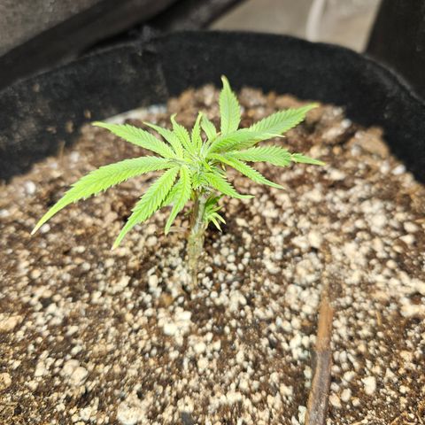 Purple Ghost Candy growlog timeline photo
