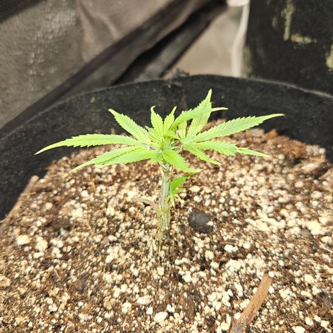 Purple Ghost Candy growlog timeline photo