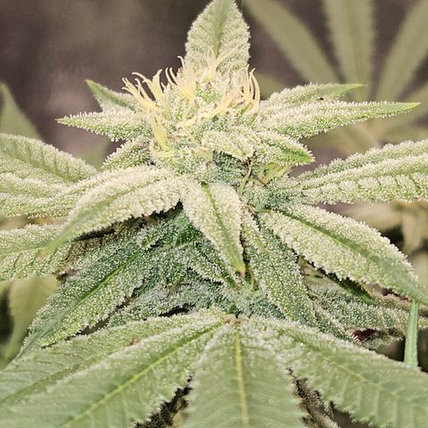 Purple Ghost Candy growlog timeline photo