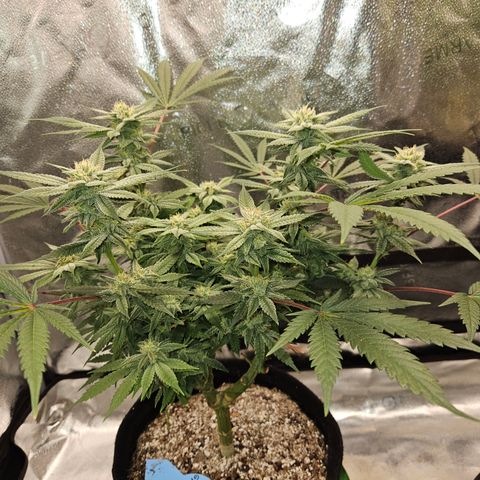 Purple Ghost Candy growlog timeline photo