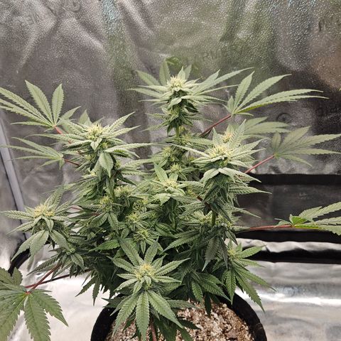 Purple Ghost Candy growlog timeline photo