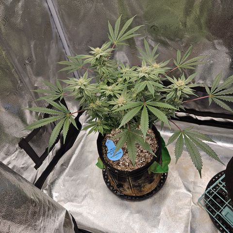 Purple Ghost Candy growlog timeline photo