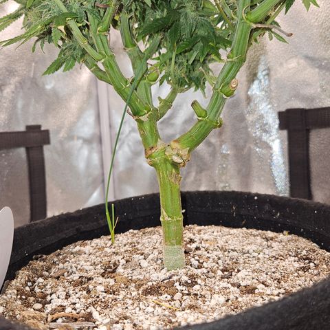 Purple Ghost Candy growlog timeline photo