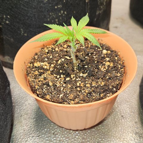 Purple Ghost Candy growlog timeline photo