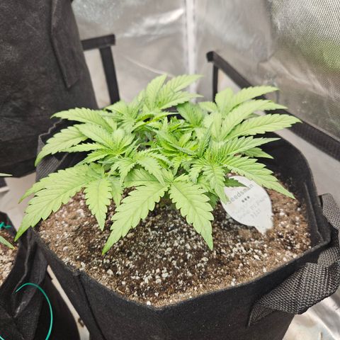 Seedsman Seeds Tangerine Snow F1 Fast growlog timeline photo