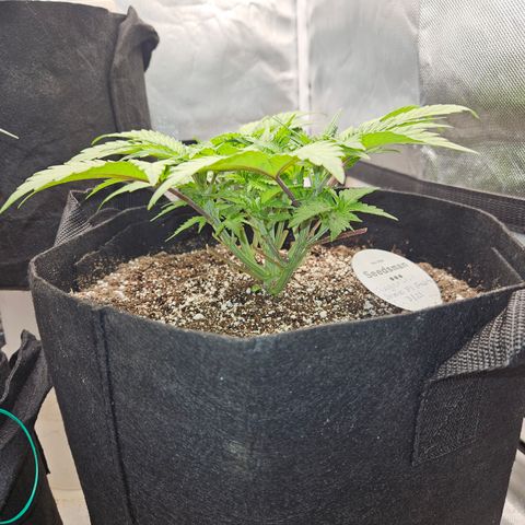 Seedsman Seeds Tangerine Snow F1 Fast growlog timeline photo