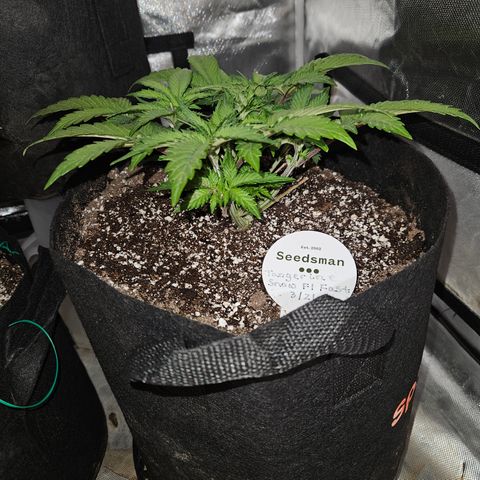 Seedsman Seeds Tangerine Snow F1 Fast growlog timeline photo