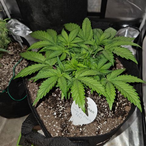 Seedsman Seeds Tangerine Snow F1 Fast growlog timeline photo