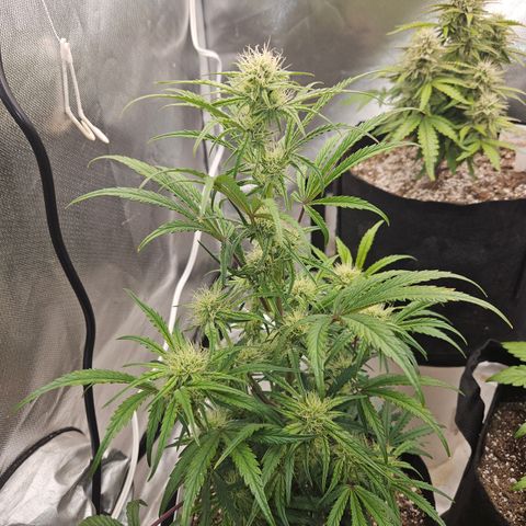 Humboldt Seeds Emerald Fire OG Auto growlog timeline photo