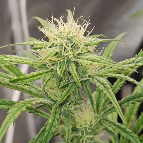 Humboldt Seeds Emerald Fire OG Auto growlog timeline photo