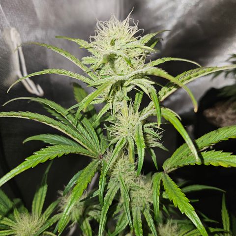 Humboldt Seeds Emerald Fire OG Auto growlog timeline photo
