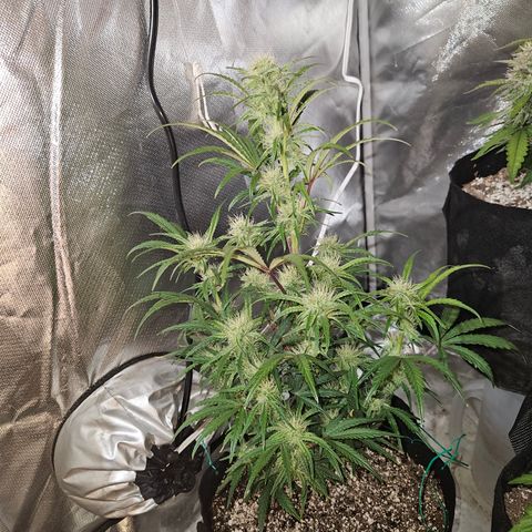 Humboldt Seeds Emerald Fire OG Auto growlog timeline photo