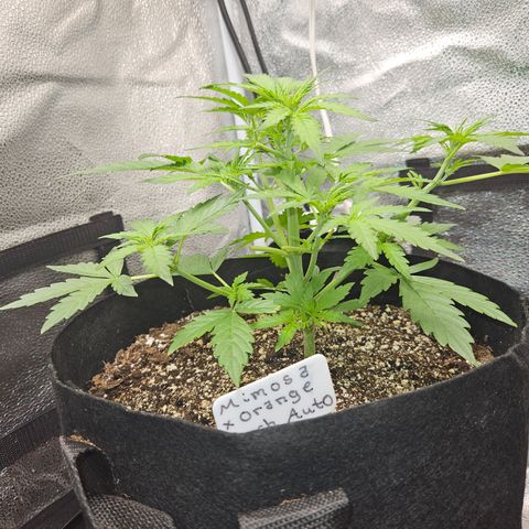 Mimosa x Orange Punch Auto growlog timeline photo