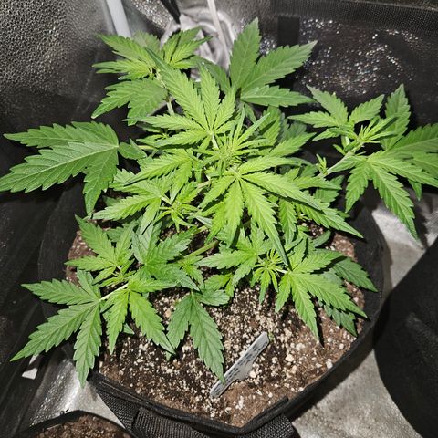 Mimosa x Orange Punch Auto growlog timeline photo