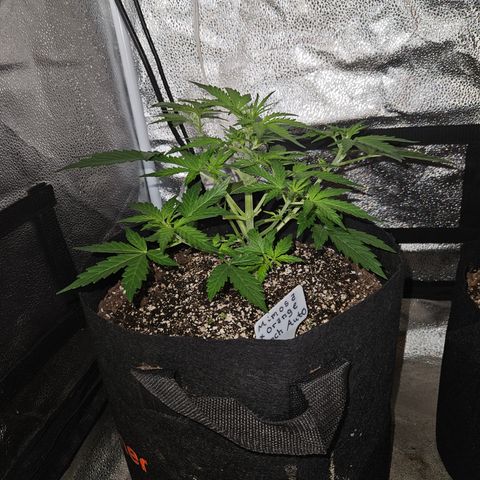 Mimosa x Orange Punch Auto growlog timeline photo