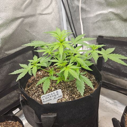 Mimosa x Orange Punch Auto growlog timeline photo