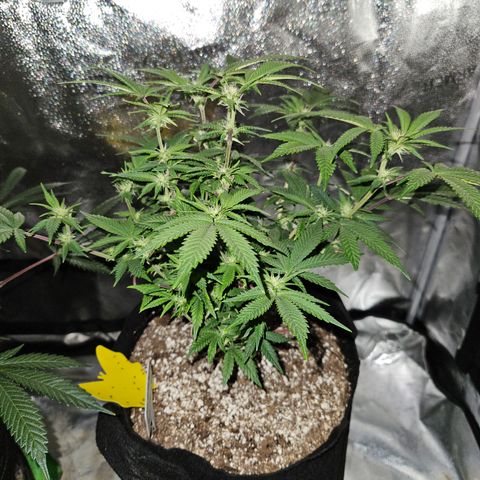 Sin City Seeds SinMintz ( Clone from Lindstrom Hydro Seed and Supply) growlog timeline photo